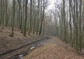 stopy lesnej železnice