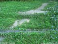 Zarasten� ko�aje a chodn��ek medzi nimi, 1.8.2008